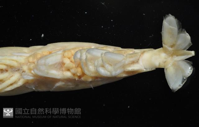 陳氏長額蝦(新種)藏品圖，第9張