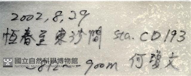 造殼海葵之一種藏品圖，第9張