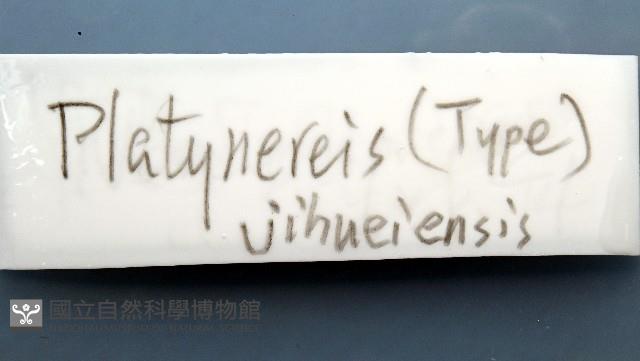 基翬闊沙蠶藏品圖，第9張