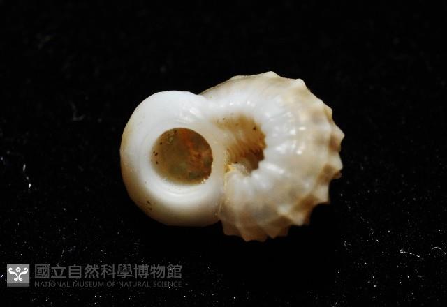 鋼石花冠螺藏品圖，第9張