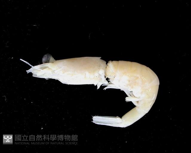 纖小麗額蝦藏品圖，第9張