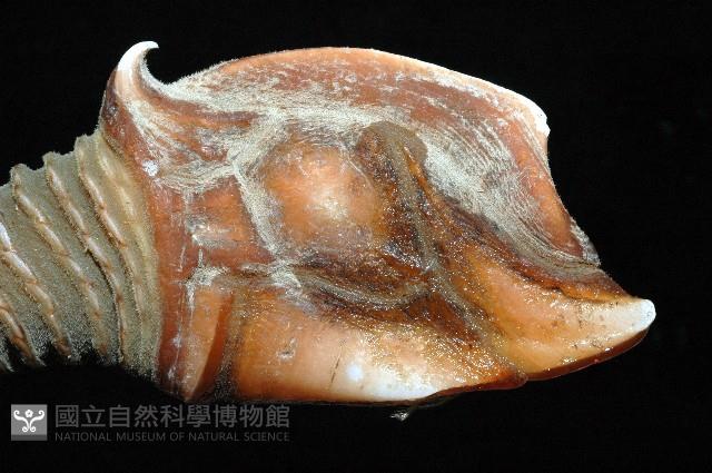 司氏鎧茗荷藏品圖，第9張