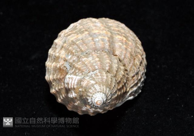巨核螺藏品圖，第9張