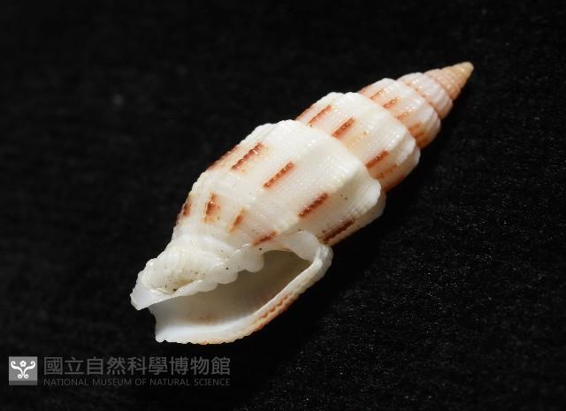刺繡蛹筆螺藏品圖，第9張