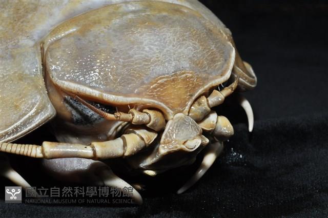 詹姆士巨深水虱藏品圖，第9張