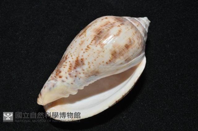 棕線渦螺藏品圖，第9張