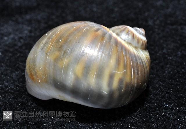 小灰玉螺藏品圖，第9張
