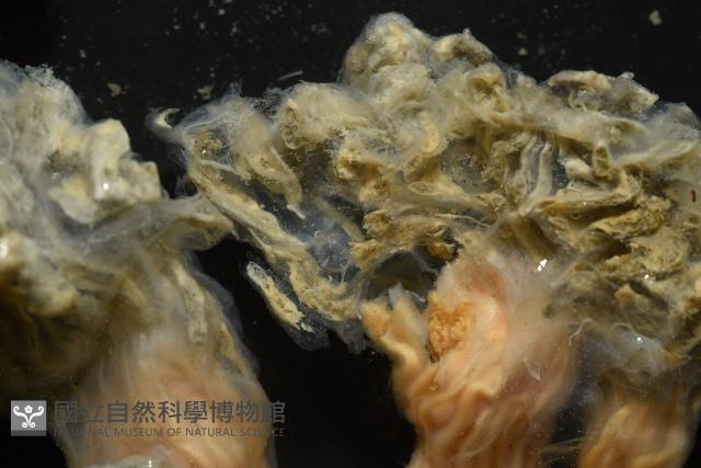 未知種海鞘藏品圖，第9張