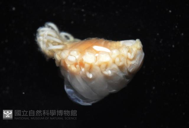 中華淺鰓虱藏品圖，第9張