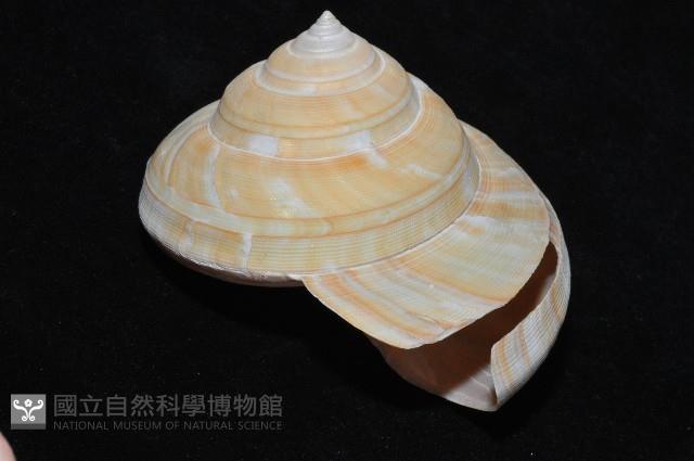 寺町翁戎螺藏品圖，第9張
