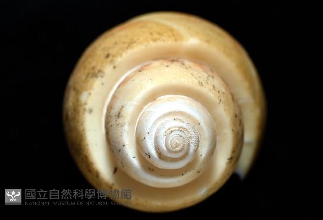 彩繪型深溝鳳螺藏品圖，第9張
