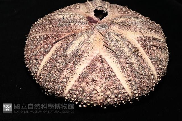 輻星肛海膽藏品圖，第9張