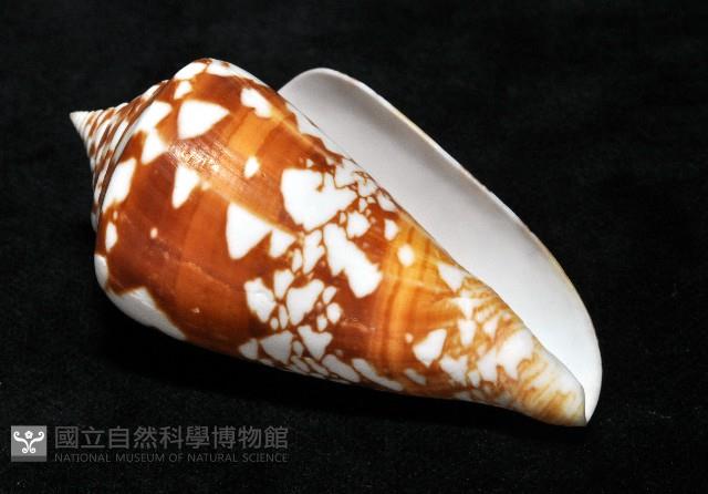 阿瑪迪芋螺藏品圖，第9張