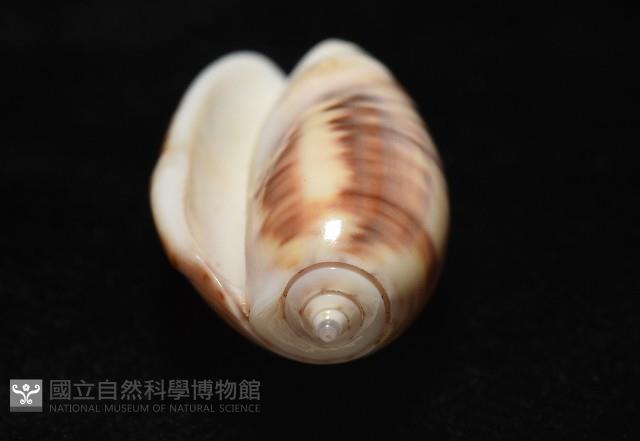 泡形榧螺藏品圖，第9張