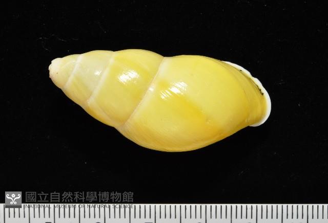黃雙旋蝸牛藏品圖，第9張