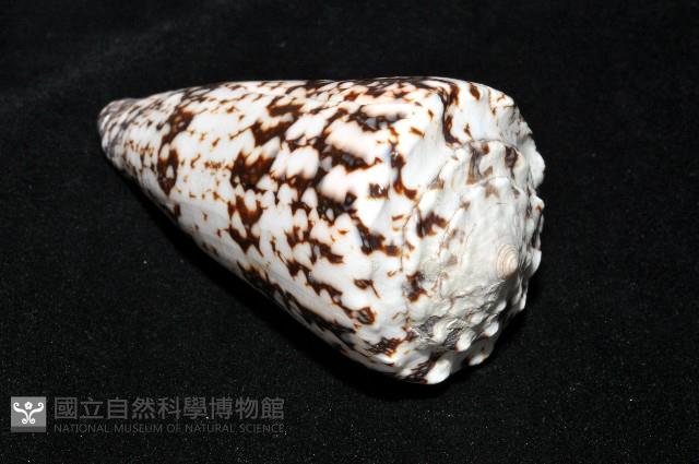 網目大理石芋螺藏品圖，第9張
