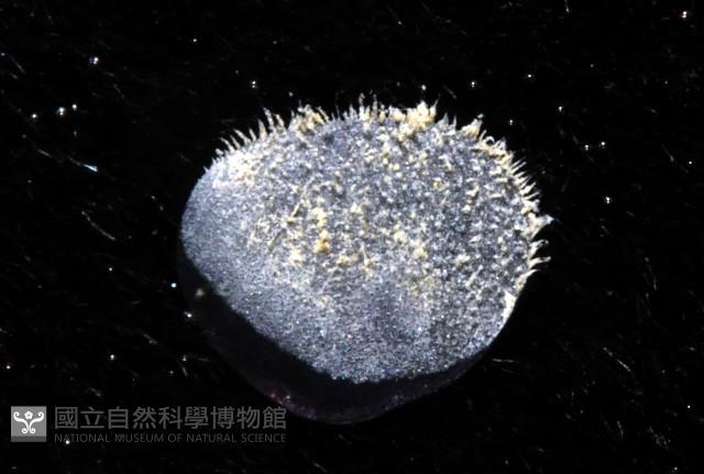 未知種多鱗蟲藏品圖，第9張