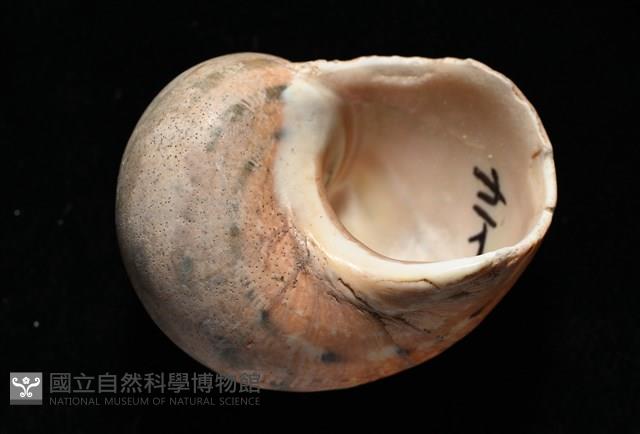 芮氏蠑螺藏品圖，第9張