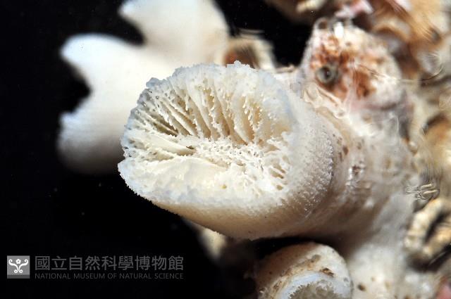 軸樹珊瑚(軸木珊瑚)藏品圖，第9張