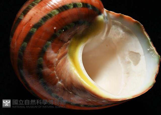 芮氏蠑螺藏品圖，第9張