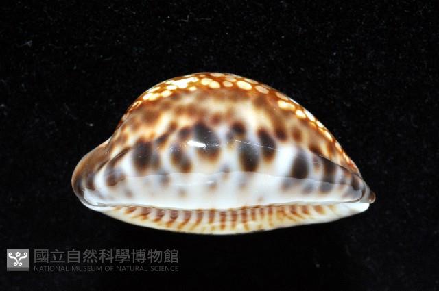 扁緣寶螺藏品圖，第9張