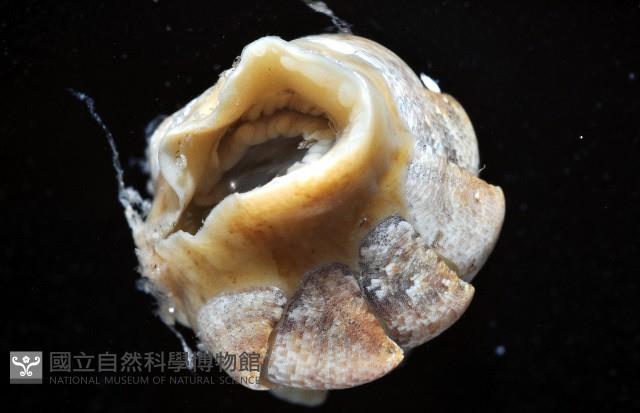 鱗紋石鱉藏品圖，第9張