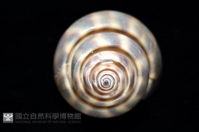 皮氏鳳螺藏品圖，第9張