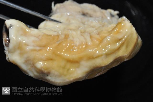 豹紋海葵(暫譯)藏品圖，第9張
