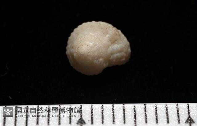 荔枝花冠螺藏品圖，第9張