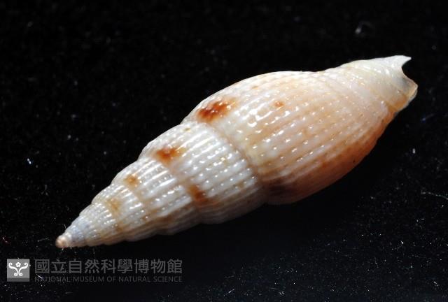 水月蛹筆螺藏品圖，第9張