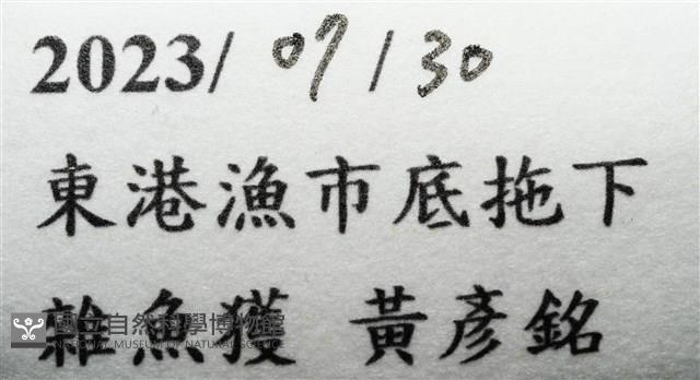 未知種縮頭水虱藏品圖，第9張