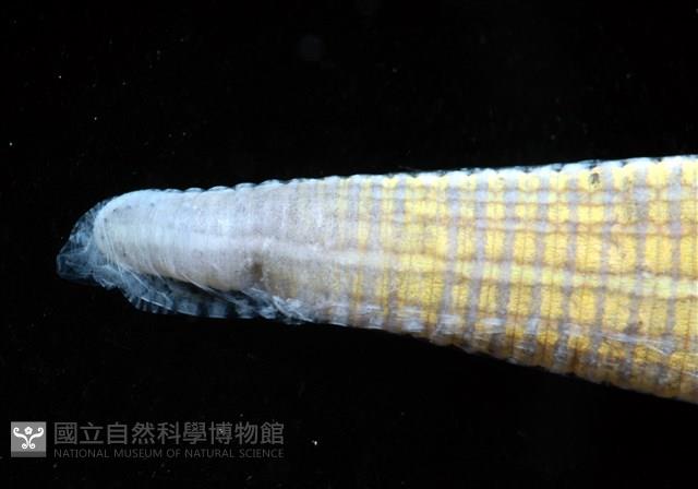 光潤金線蛭藏品圖，第8張