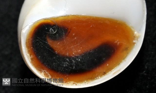 臍孔白玉螺藏品圖，第9張