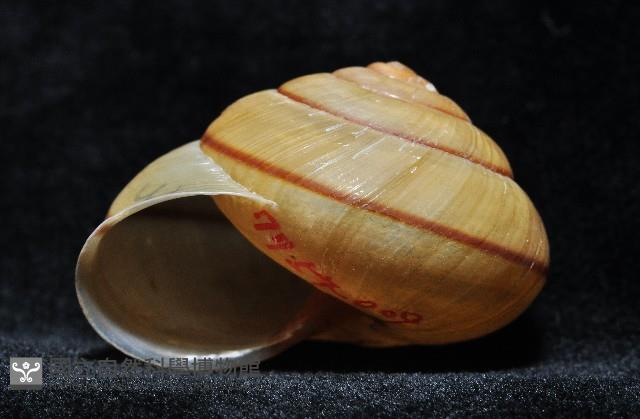 金崙栗蝸藏品圖，第9張