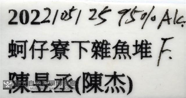 扁平多囊蟹奴藏品圖，第9張