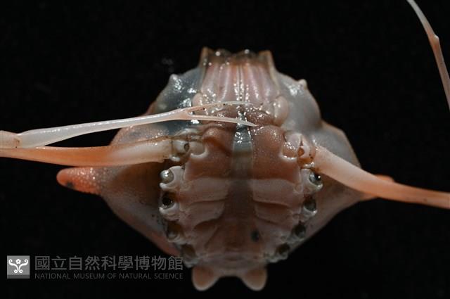 雙角轉輪蟹藏品圖，第9張