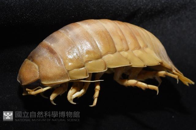 道氏深水虱藏品圖，第9張