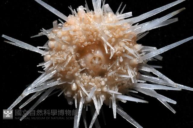 福氏鋸海膽藏品圖，第9張