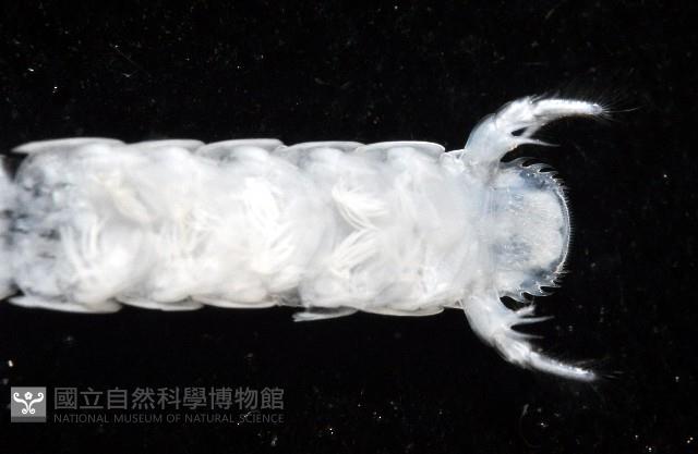 托瑪西尼幼嫩蝦蛄藏品圖，第9張
