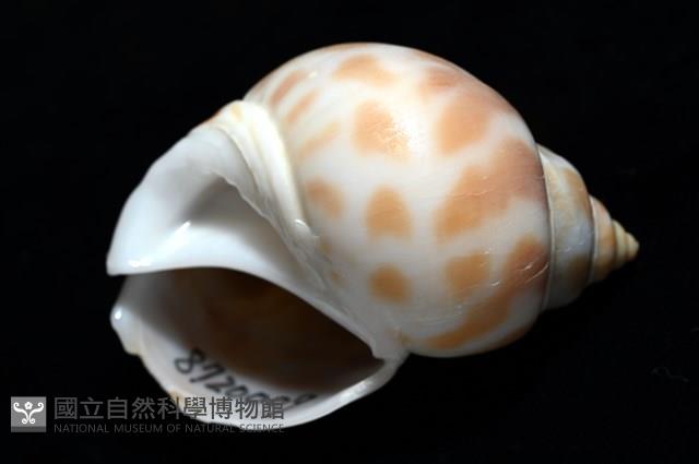 妃珍鳳螺藏品圖，第9張