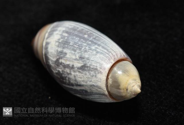 扭軸彈頭螺藏品圖，第9張