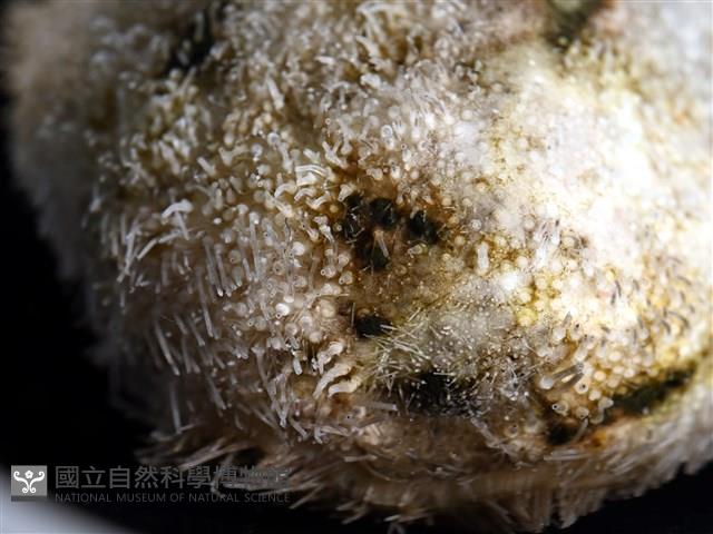 脊背壺海膽藏品圖，第9張
