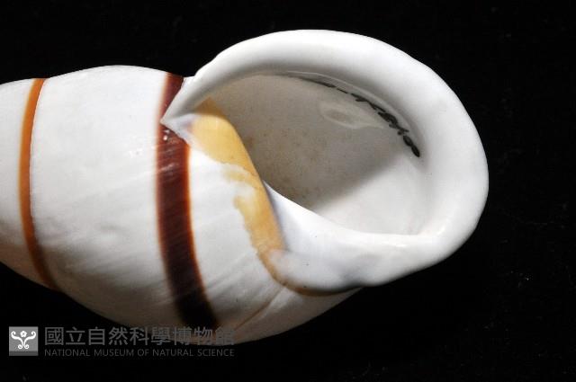 美嬌蝸牛藏品圖，第9張
