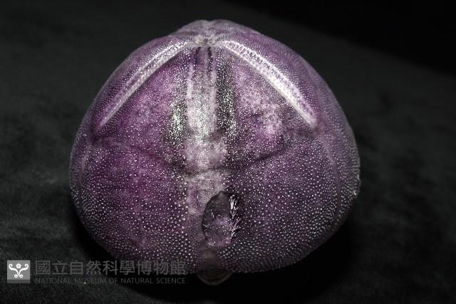 中華釜海膽藏品圖，第9張
