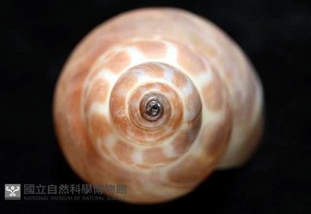 錫蘭鳳螺藏品圖，第9張