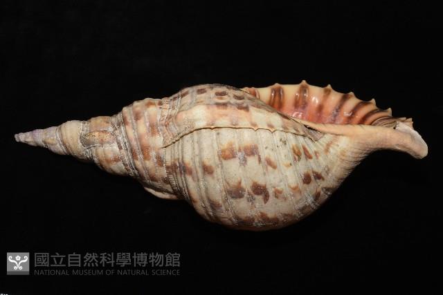 大法螺藏品圖，第9張