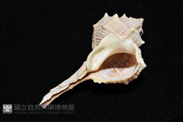 染料骨螺藏品圖，第9張