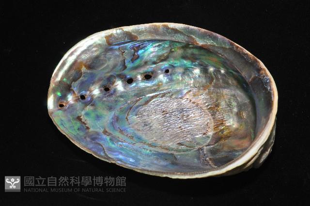 紐西蘭鮑螺藏品圖，第9張