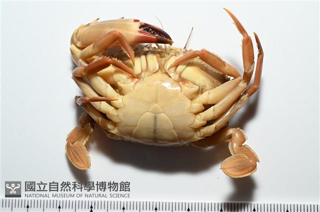 晶瑩蟳藏品圖，第8張