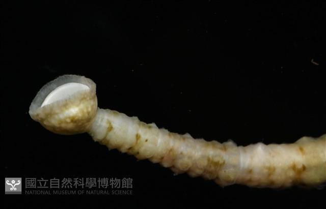 未知種海蛭藏品圖，第9張